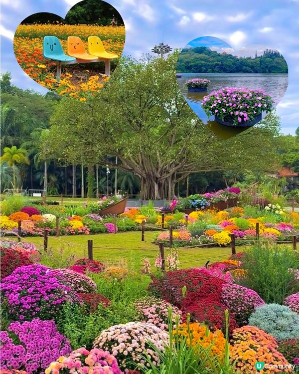 💐🌻我愛花花💐🌻之仙湖植物園花展#深圳花海💐