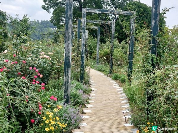赤尾香草與玫瑰園