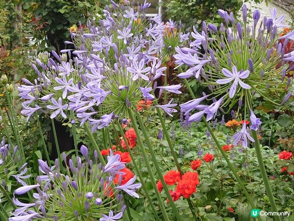 赤尾香草與玫瑰園