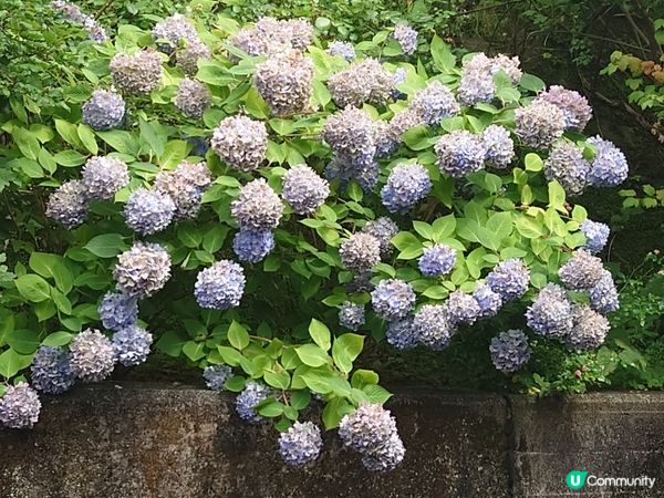 赤尾香草與玫瑰園