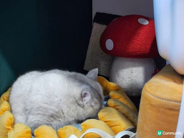 姐姐話我長大左😺😺好多😆😆