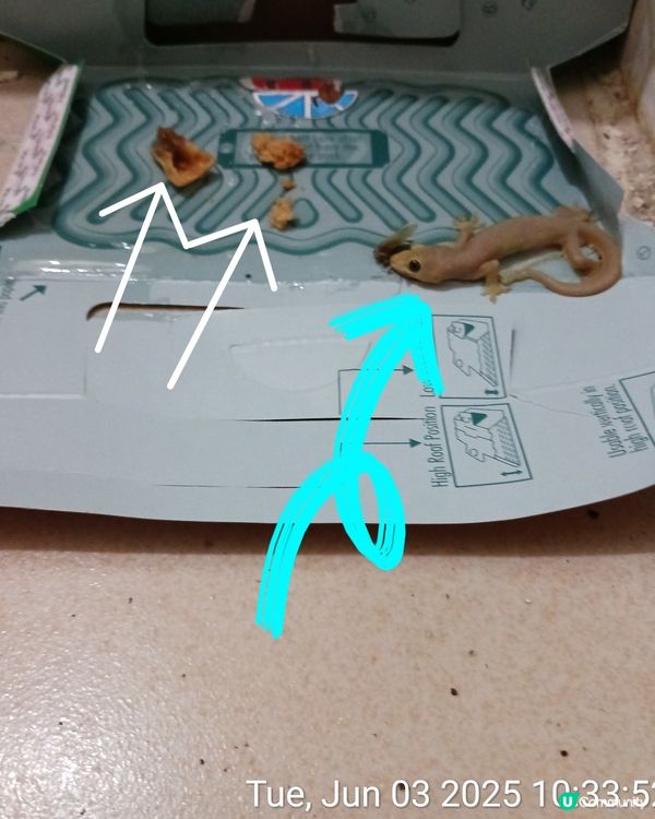 四腳蛇和蟑螂。神器。有救