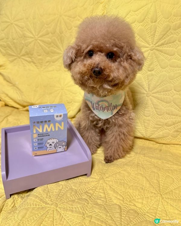 📣狗狗都要食💊NMN延緩衰老🧬