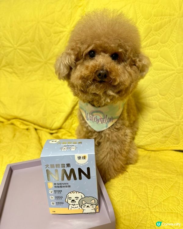 📣狗狗都要食💊NMN延緩衰老🧬