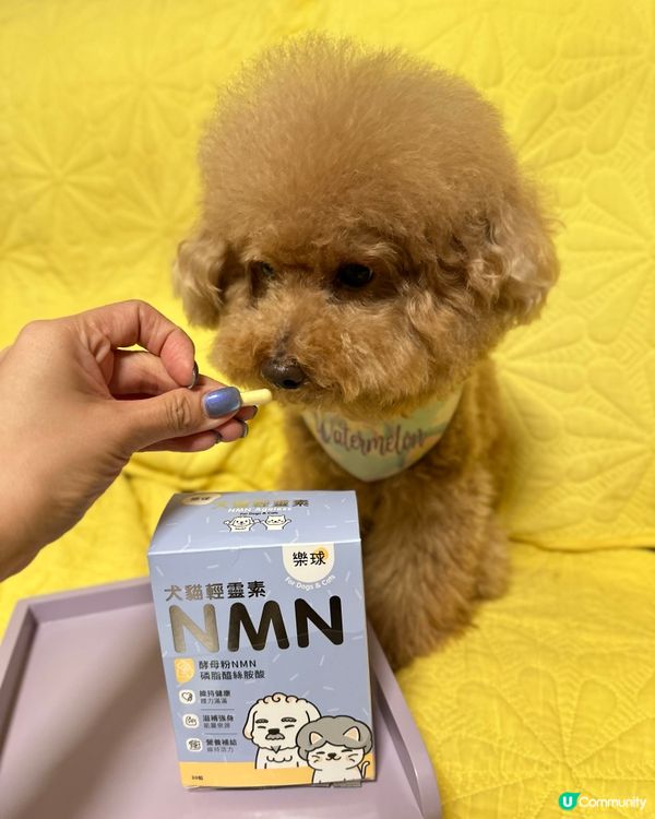 📣狗狗都要食💊NMN延緩衰老🧬