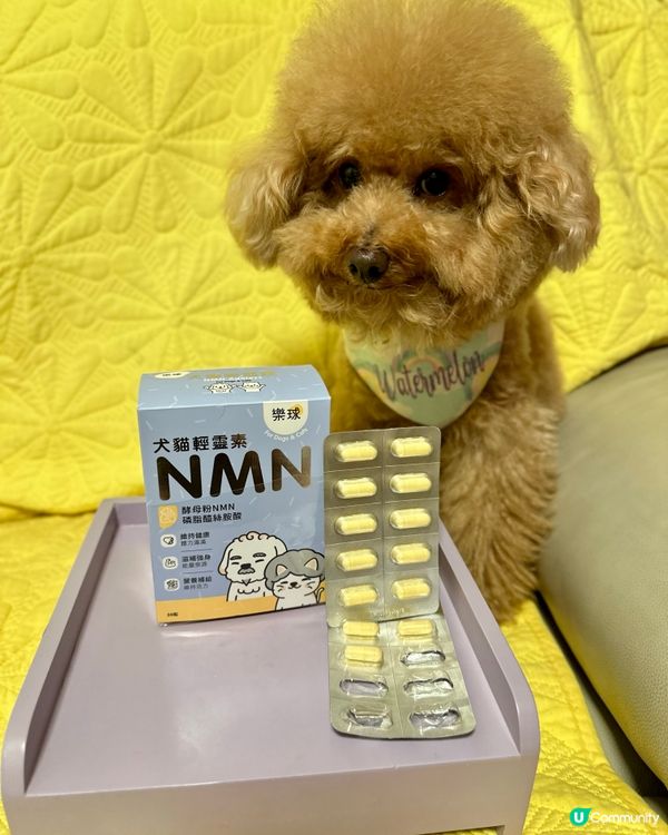 📣狗狗都要食💊NMN延緩衰老🧬
