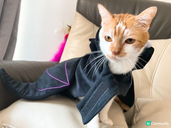 蝙蝠俠貓 把聲都沙沙地 好似！