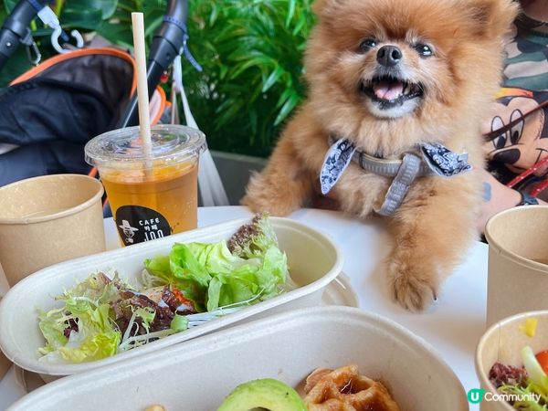 沙田室外pet friendly 韓國菜