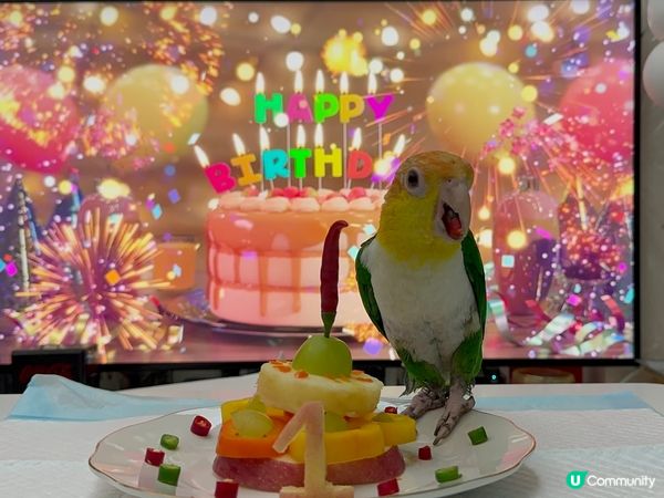 一歲生日鳥