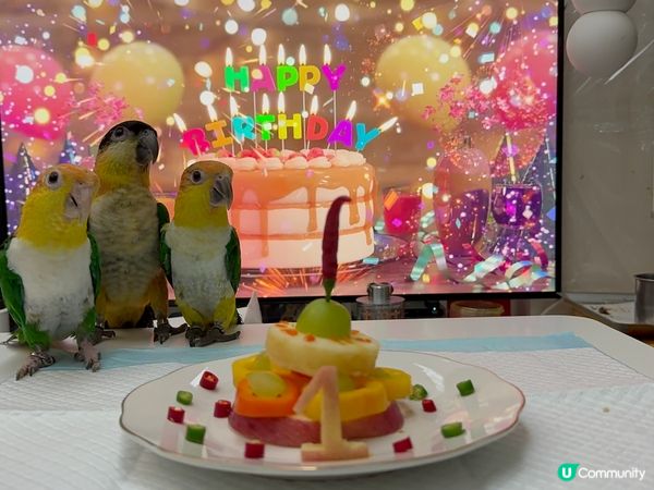 一歲生日鳥