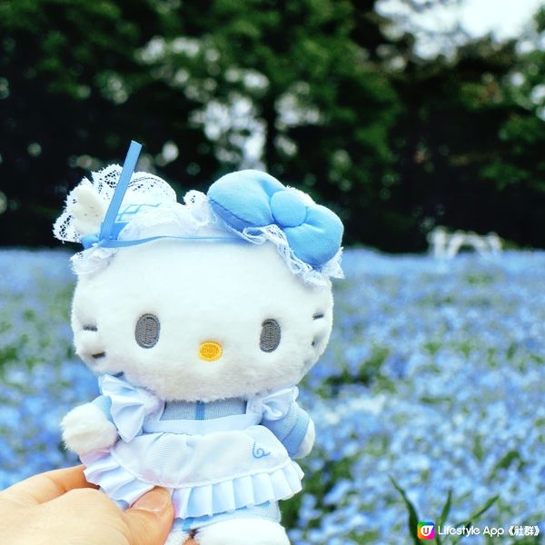 💙Hello Kitty 帶你遊日本粉碟花💙
