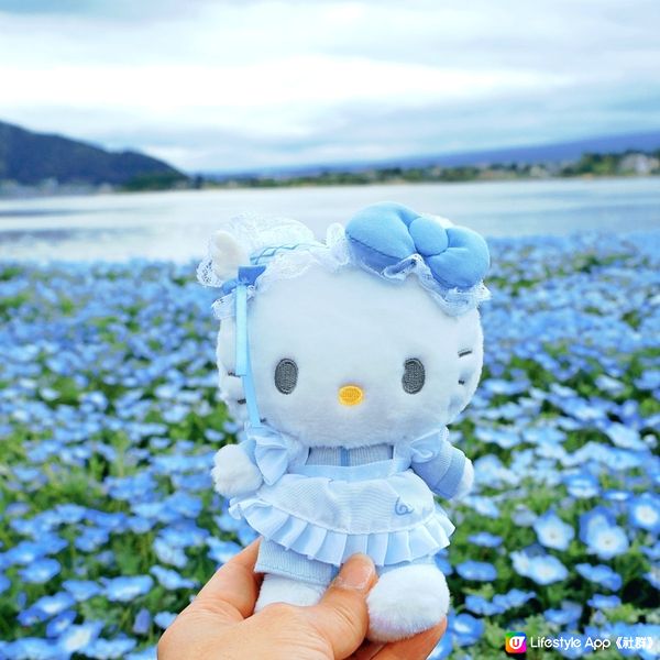 💙Hello Kitty 帶你遊日本粉碟花💙
