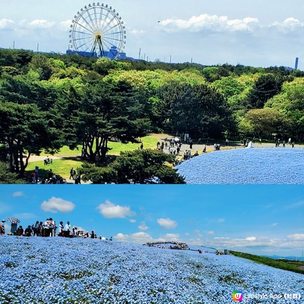 💙Hello Kitty 帶你遊日本粉碟花💙
