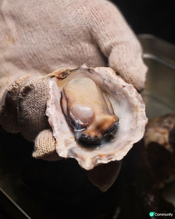 天后居酒屋，冬季限定・鮮味白子鍋 × 蒸廣島生蠔