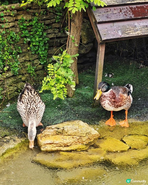 童話🥰小鎮：🍀湯布院🪻花卉村🌷
