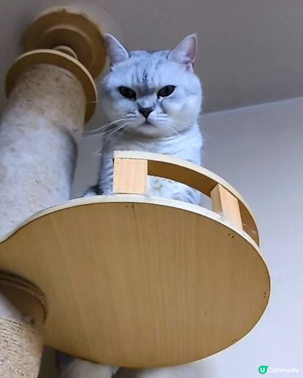 守護貓主子和家人健康🐱