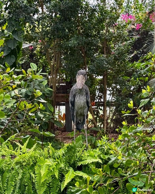 神戶動物王國