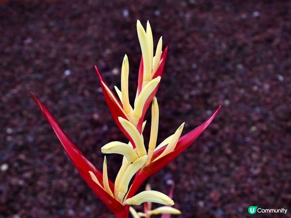 心花怒放🥰