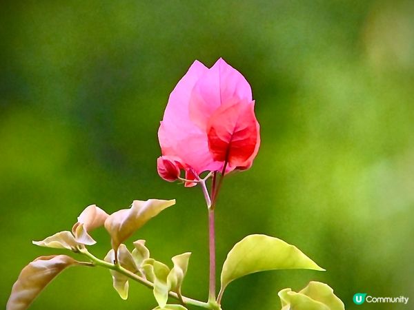 心花怒放🥰