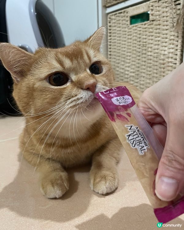 健康貓條😋