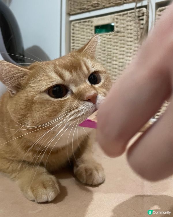 健康貓條😋