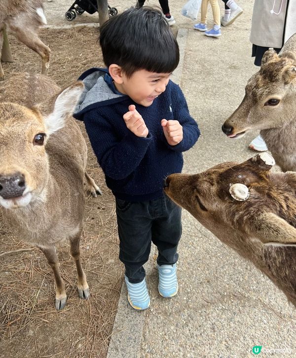 大尾篤露營車，南丫島榕樹灣，日本奈良公園。
