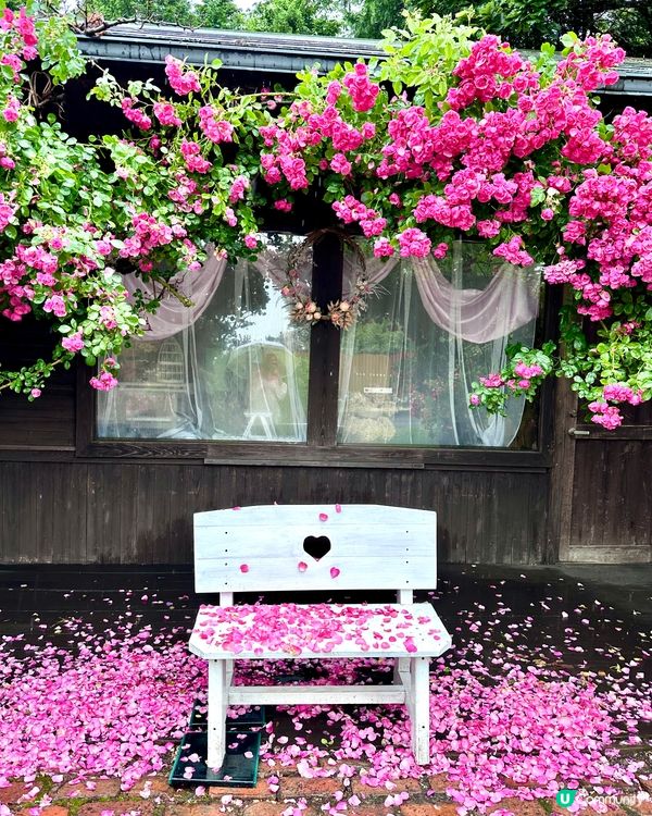 日本福岡打卡花海