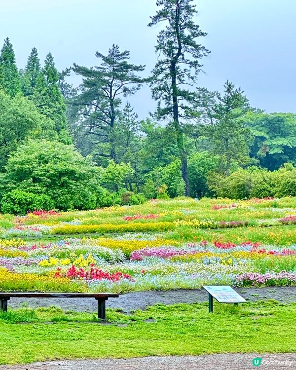 日本福岡打卡花海