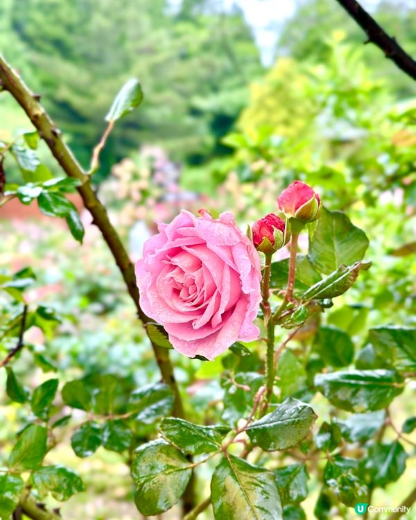 日本福岡打卡花海