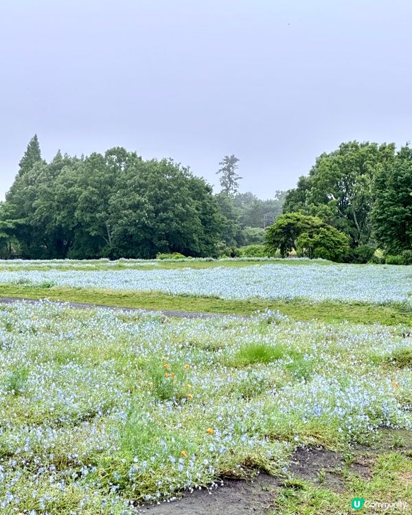 日本福岡打卡花海