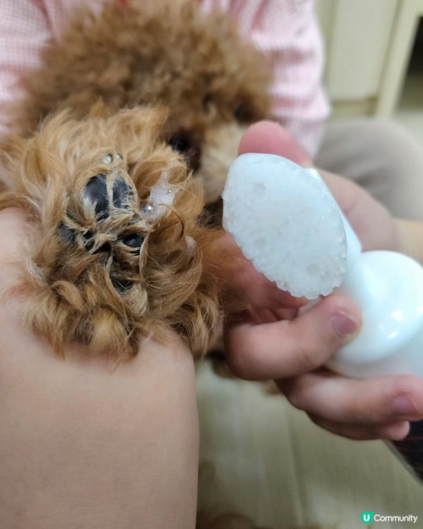 🐶🐾散步後必備！清潔腳掌神器！