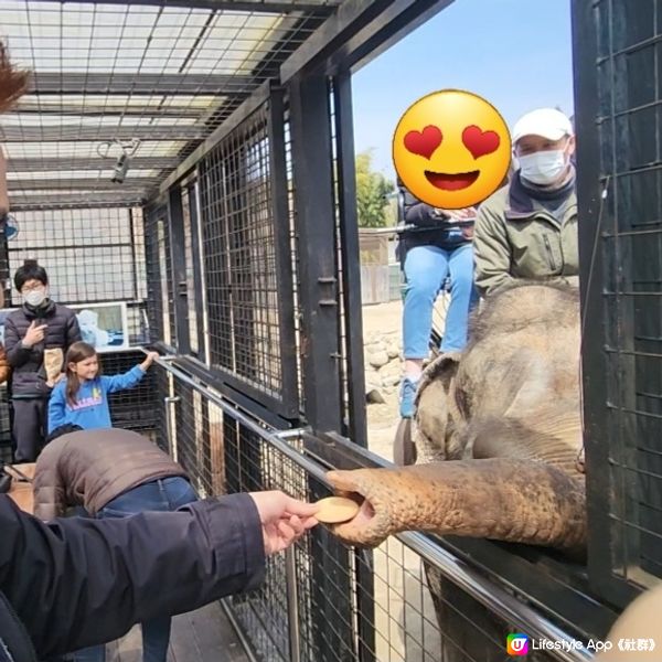 那須野生動物園更受日本當地人喜愛🤩??!