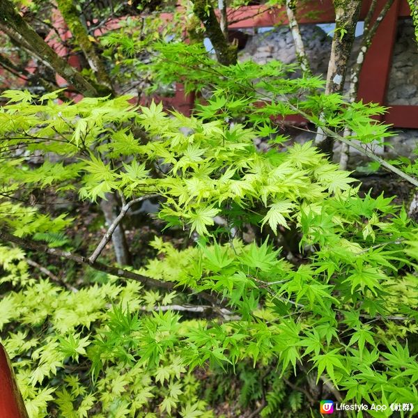 全部都係鳥居⛩️全部都係鳥居仲有電梯的祐德稻荷神社😁😁