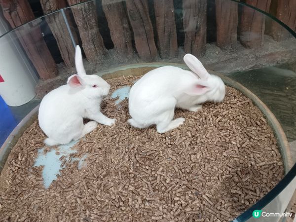 名副其實圈養🐇🐇