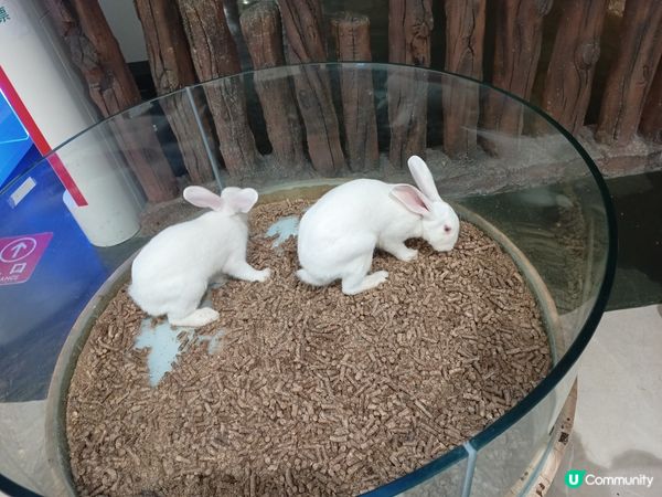 名副其實圈養🐇🐇