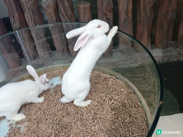 名副其實圈養🐇🐇