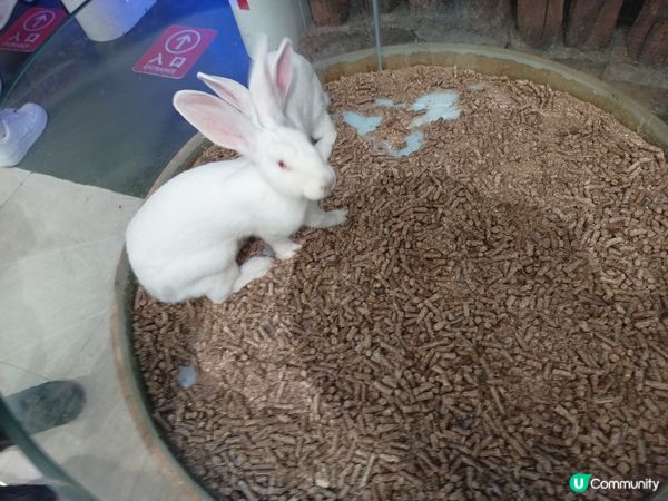 名副其實圈養🐇🐇