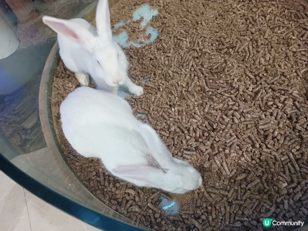 名副其實圈養🐇🐇