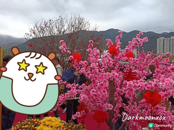 🧨農曆新年賽馬日🐎