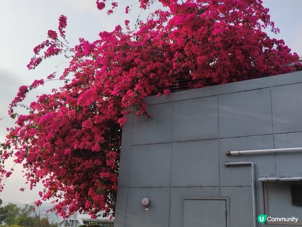 一個睇日落十分方便的地方
#青嶼幹線訪客中心及觀景台