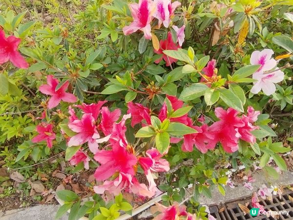 一個睇日落十分方便的地方
#青嶼幹線訪客中心及觀景台