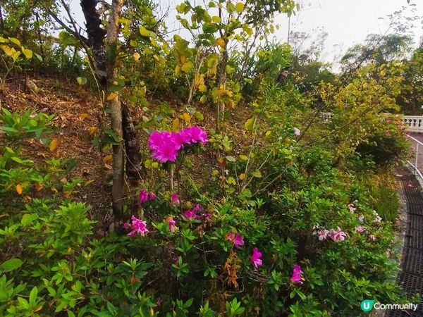 一個睇日落十分方便的地方
#青嶼幹線訪客中心及觀景台