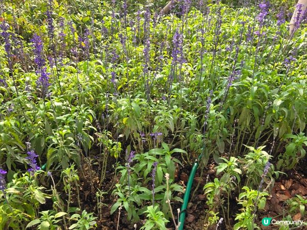 #UCreator #打卡美食 #好去處 #全新景點 #隱世...