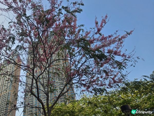 #UCreator #打卡美食 #好去處 #全新景點 #ch...