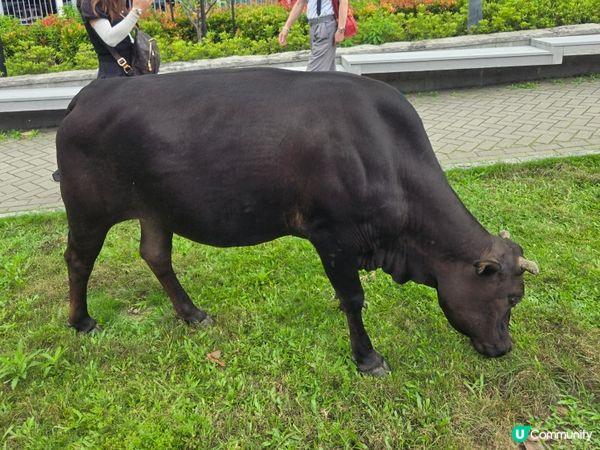 #UCreator #打卡美食 #全新景點 #chill #...