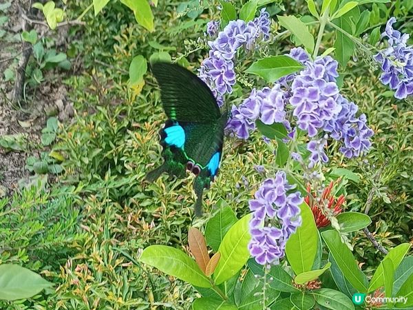 高爾夫球公開賽2025🏌️