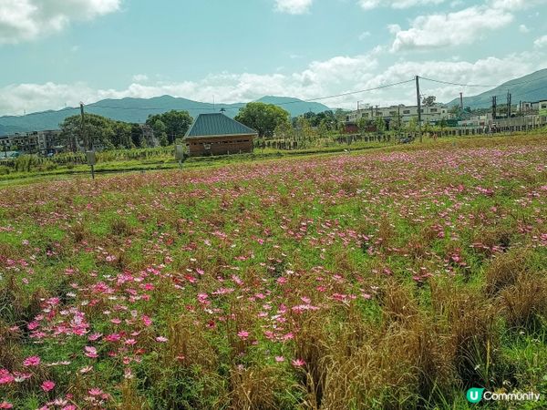 期間限定 ~ 花海盛放🌸🌼🏡