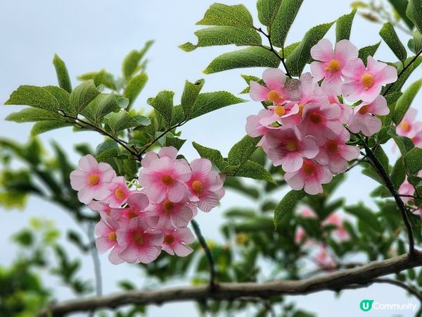 簡單行山路線~上水華山軍路⛰️