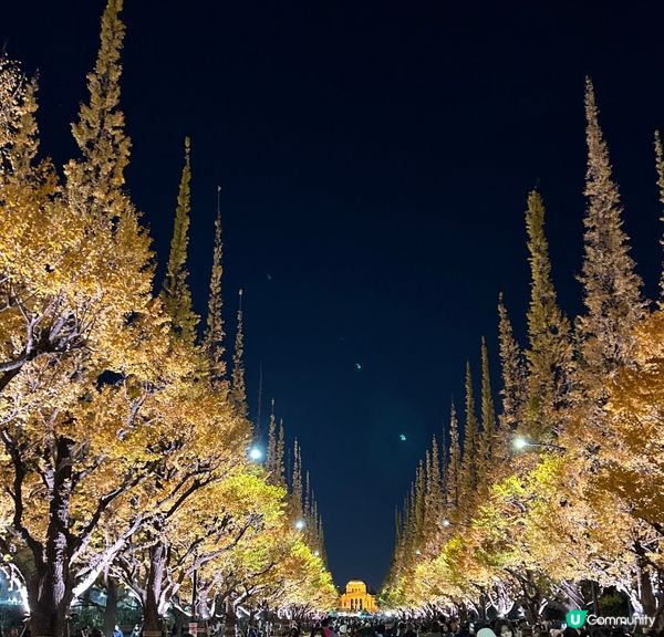 引人入勝的銀杏並木燈飾打卡熱點