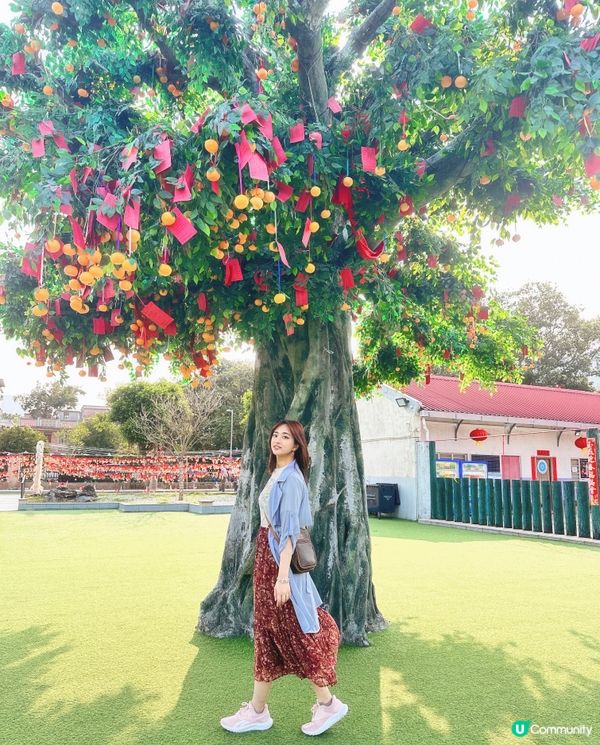 大埔林村許願樹